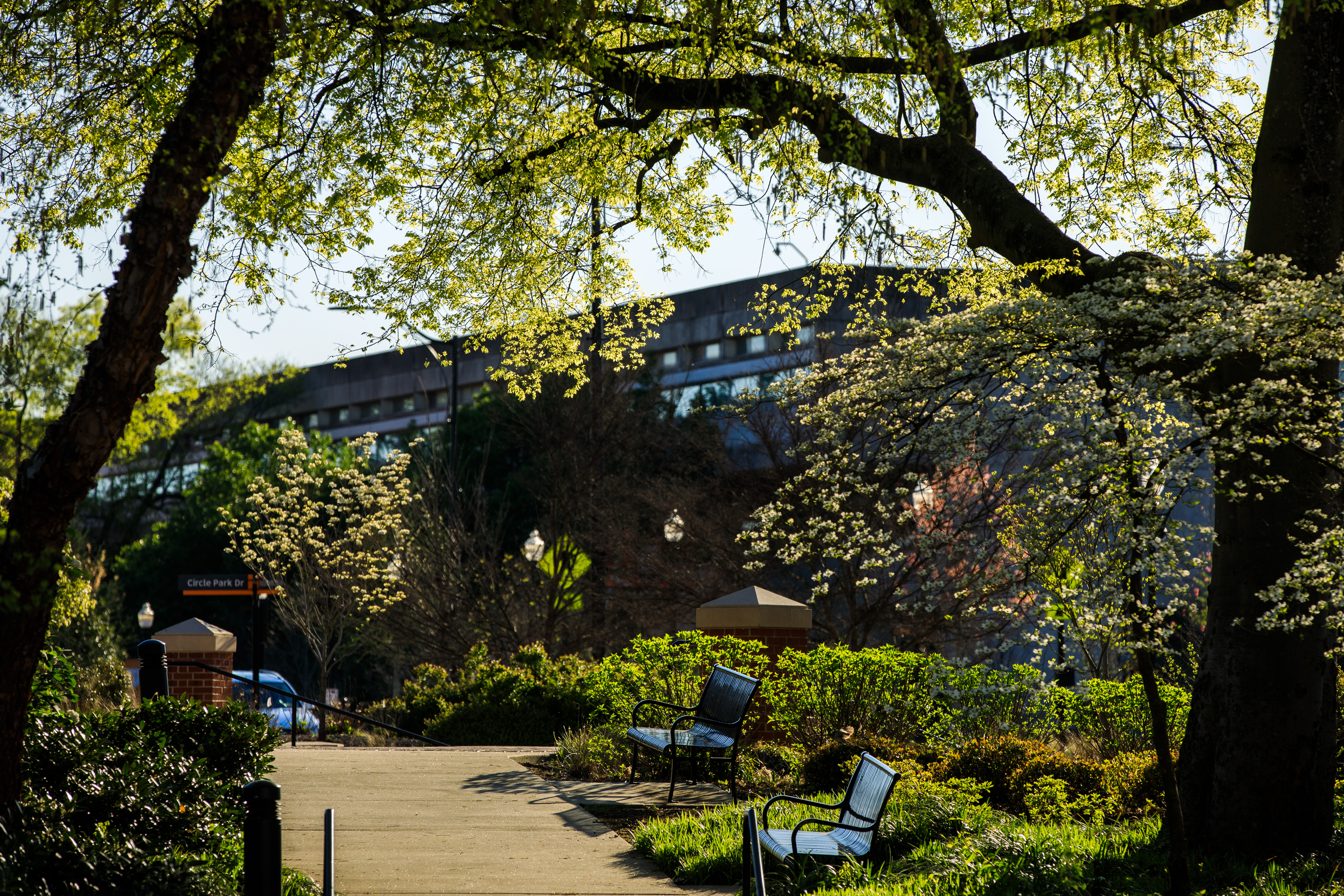 An empty Circle Park as trees bloom on April 02, 2020. Photo by Steven Bridges/University of Tennessee
