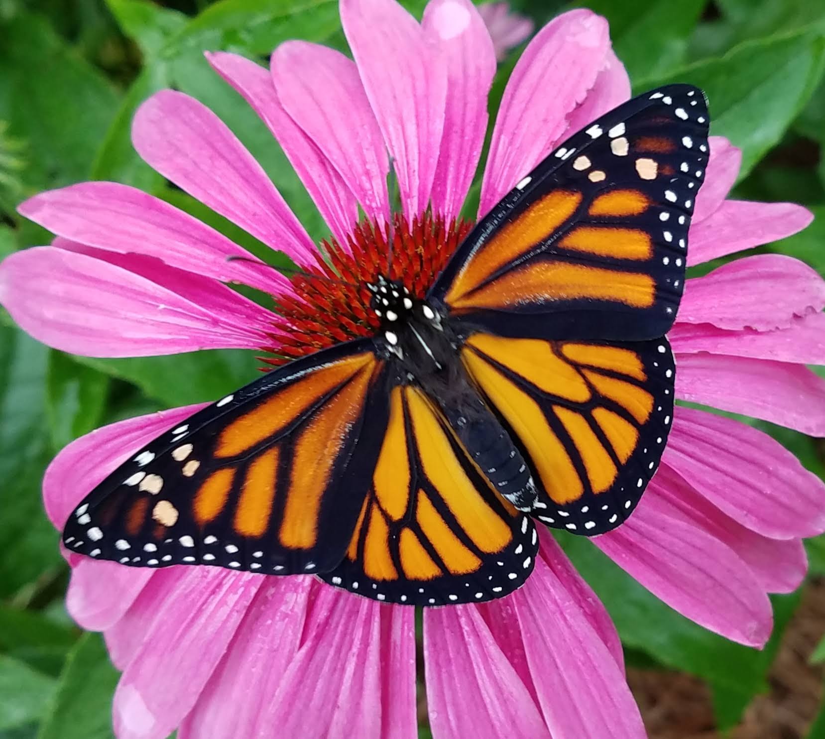 Bales Monarch on coneflower