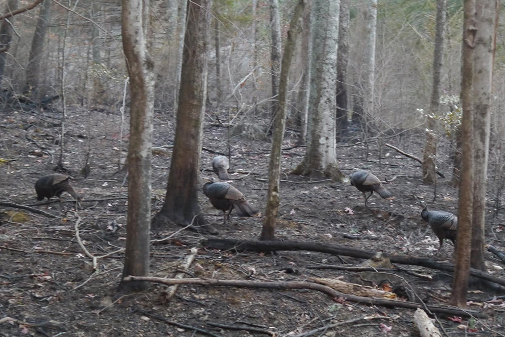 COVER 1208 GatlinburgsInferno3