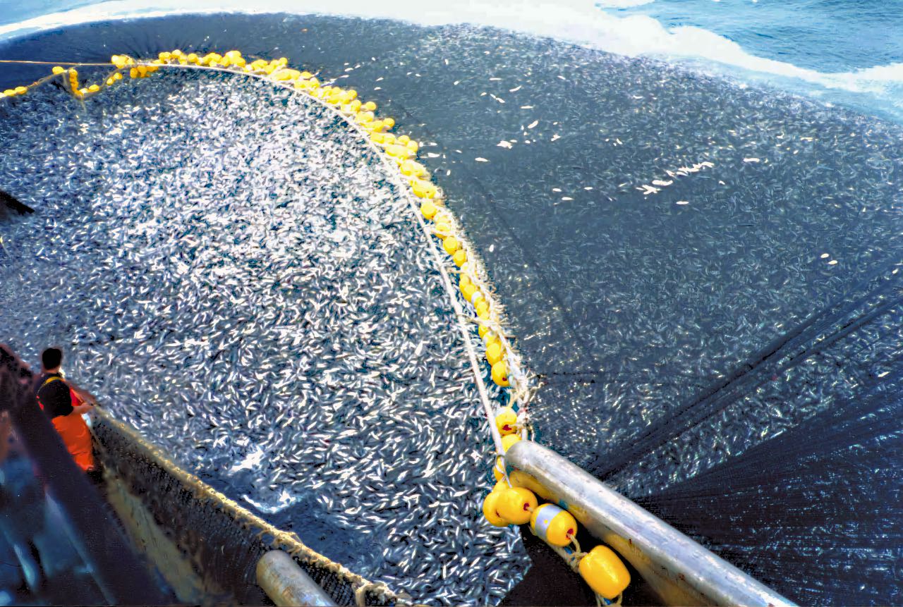 Chilean purse seine