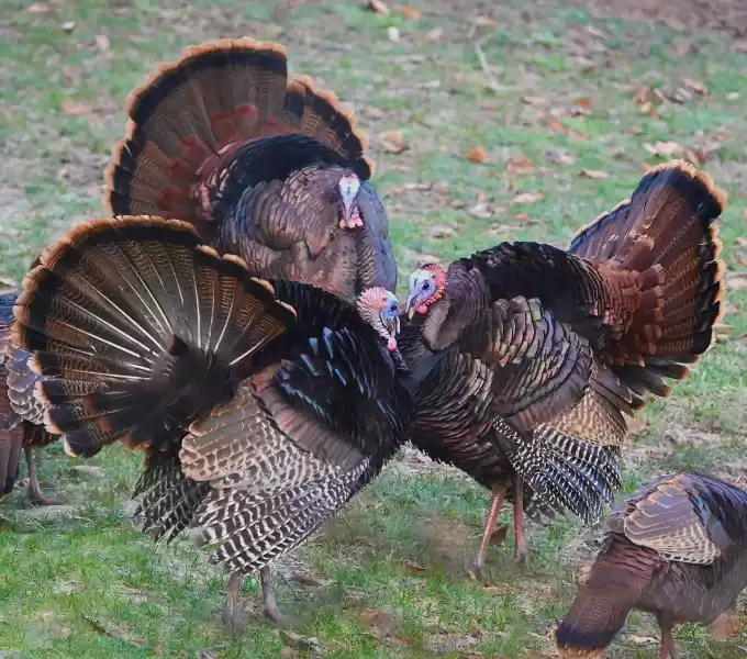 3 gobblers