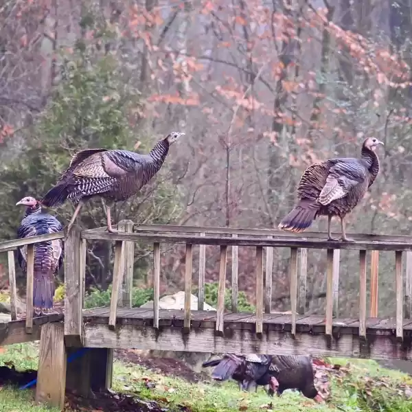 They like the wooden bridge