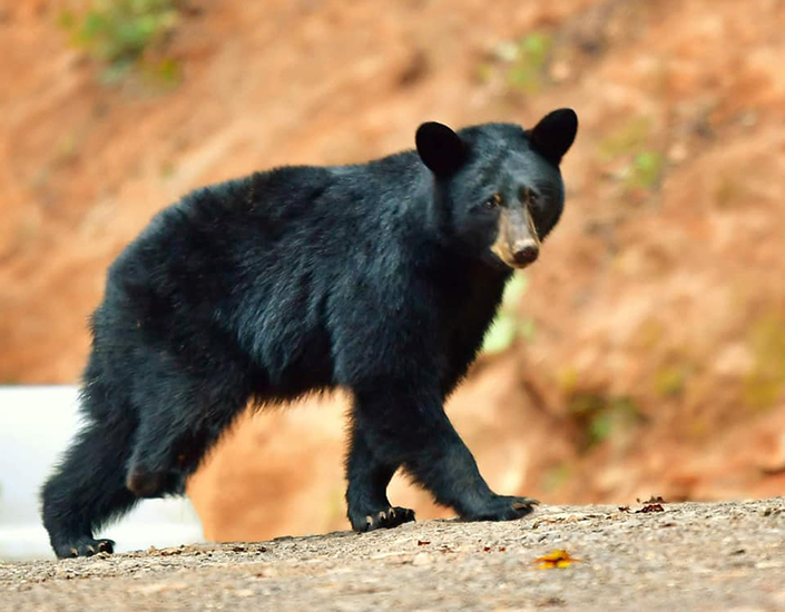 83644084 179844060054345 4751008813274890240 n 705x550