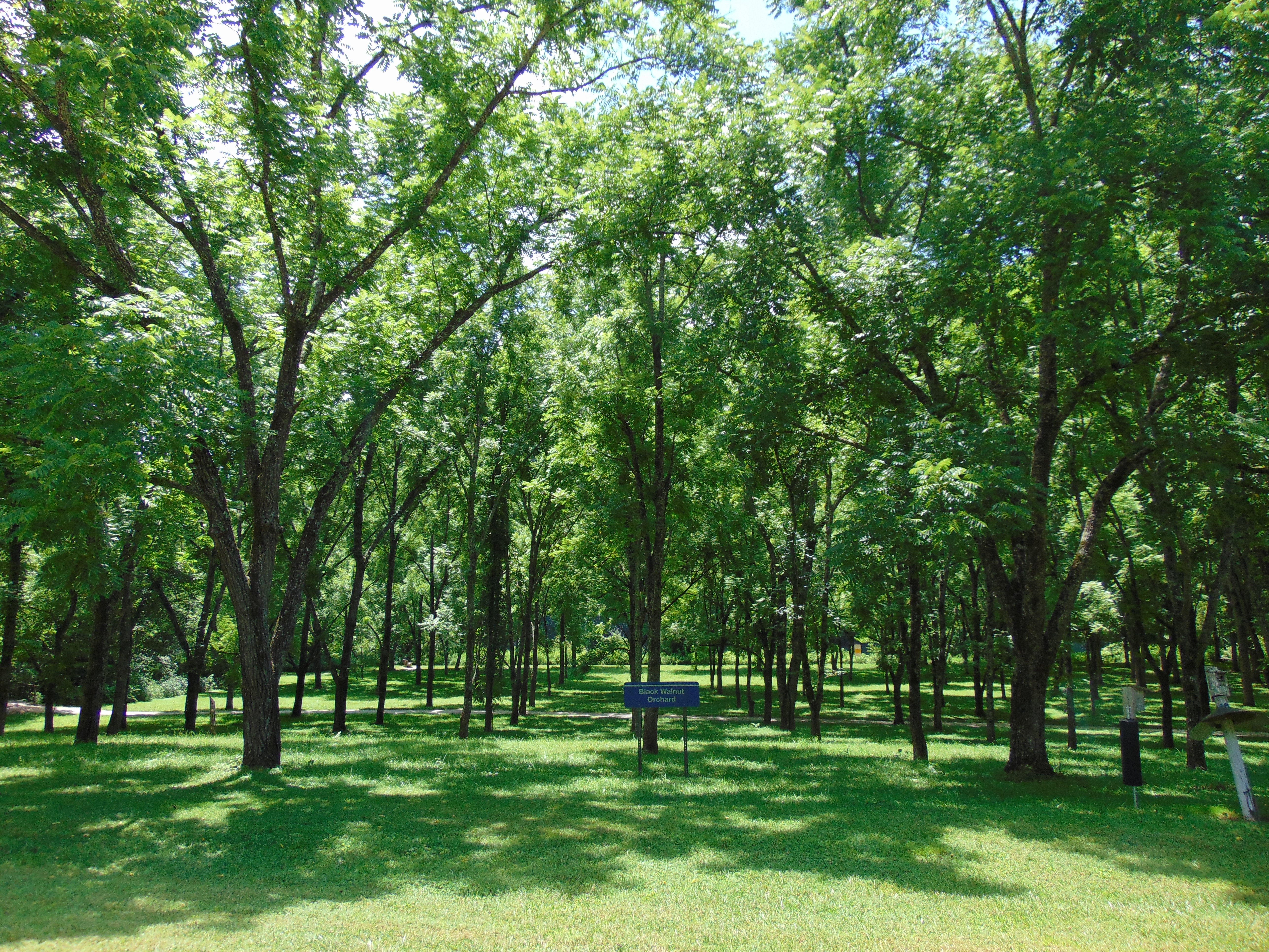 Color photograph shows the grassy herbaceous ground cover and the trees planted in straight rows;