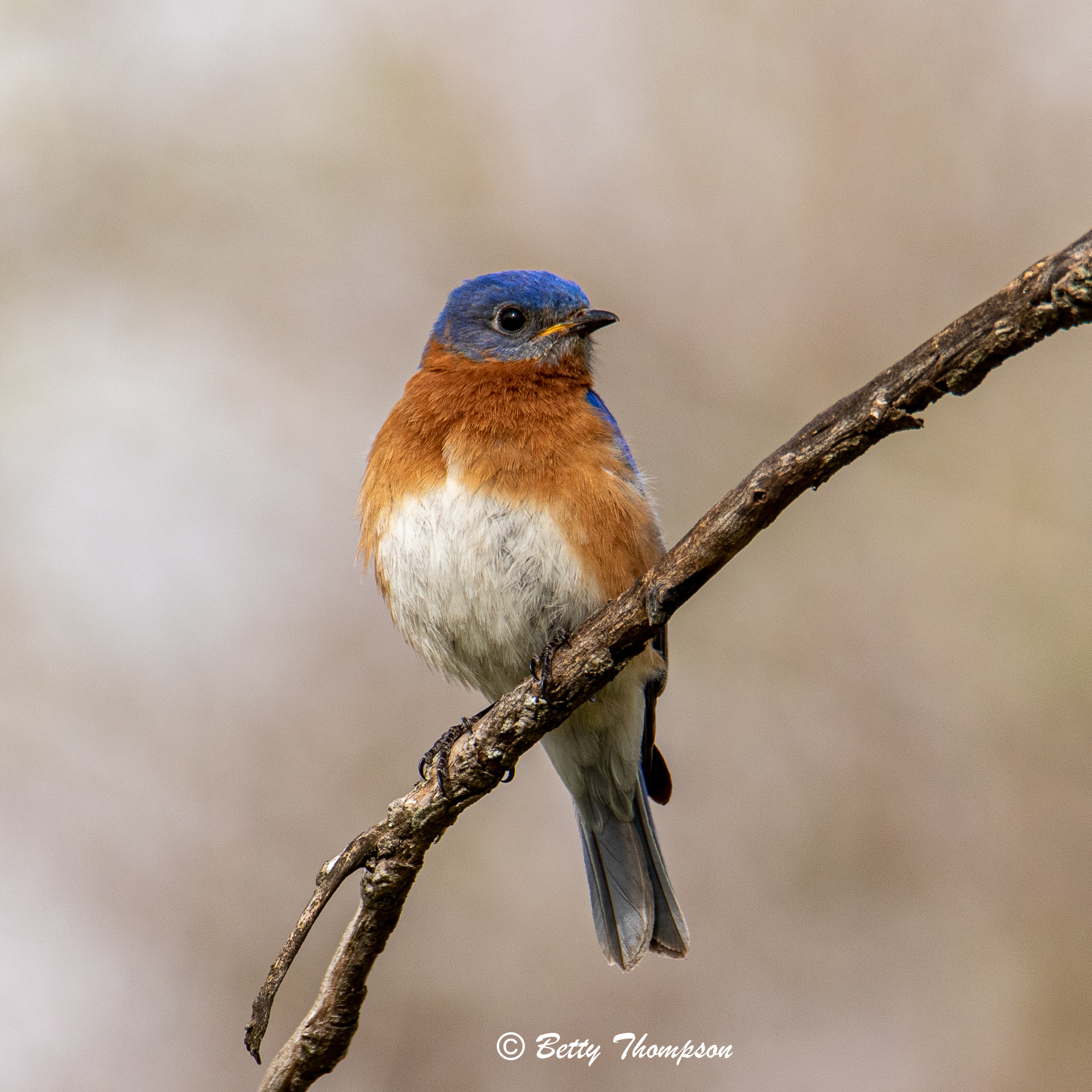 Thompson Bluebird